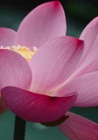 Paliativunterstützung